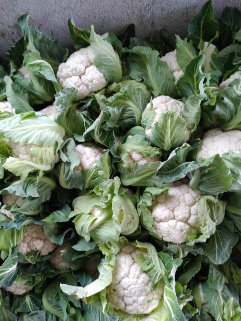 【热卖】花菜松花紧花全国直发菜价实时更新对接商超
