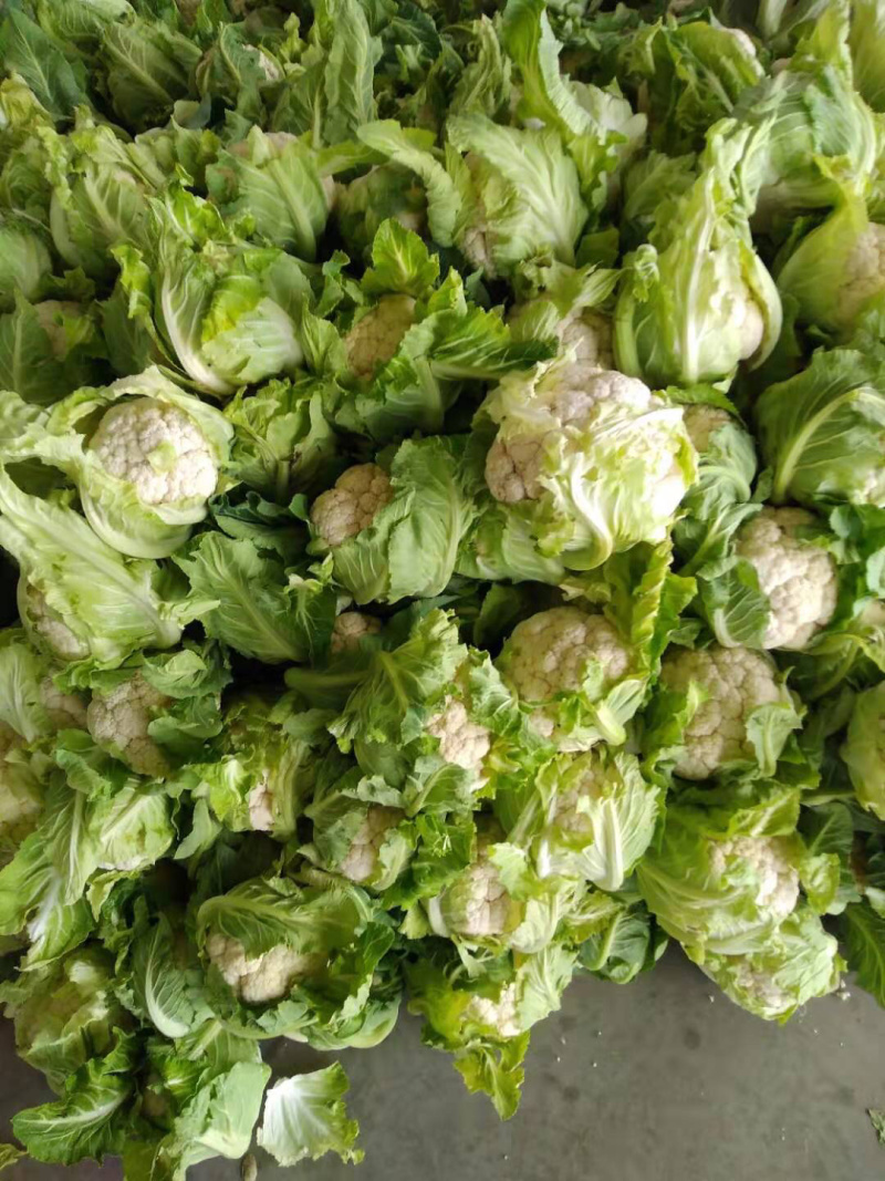 【热卖】花菜松花紧花全国直发菜价实时更新对接商超