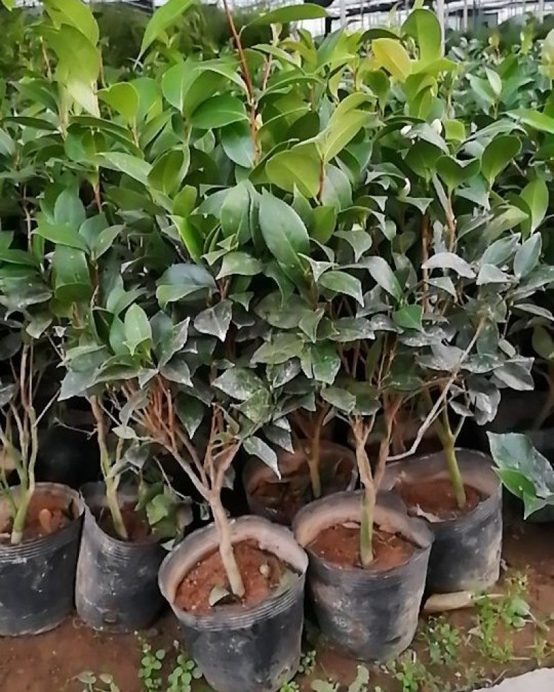 茶花刚到货，精品五色赤丹，茶花盆栽
