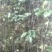 12年嫁接无刺花椒苗，纯嫁接，保品种