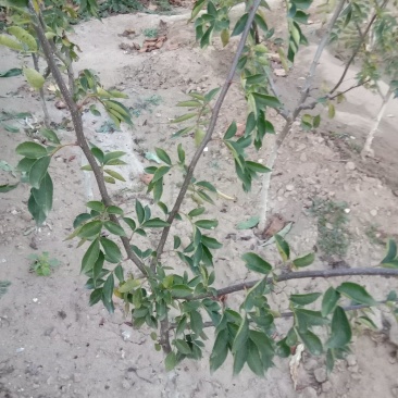 12年嫁接无刺花椒苗，纯嫁接，保品种