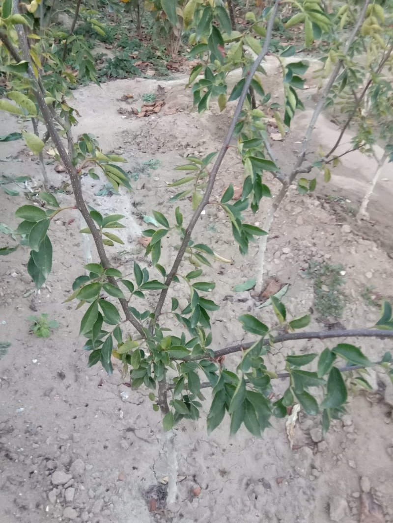 12年嫁接无刺花椒苗，纯嫁接，保品种