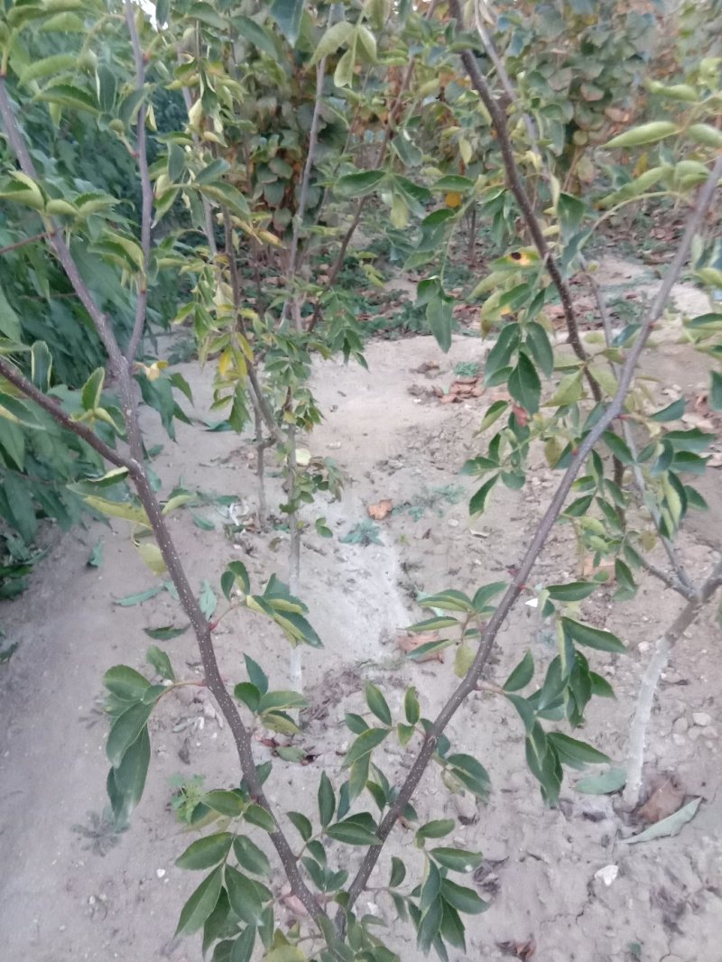 12年嫁接无刺花椒苗，纯嫁接，保品种