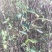 12年嫁接无刺花椒苗，纯嫁接，保品种