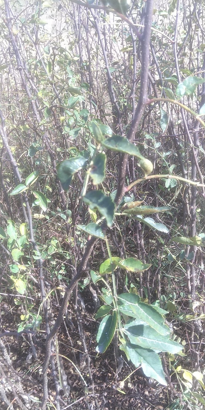 12年嫁接无刺花椒苗，纯嫁接，保品种
