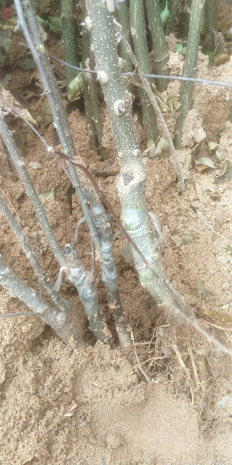 12年嫁接无刺花椒苗，纯嫁接，保品种