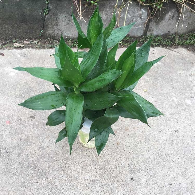 观音竹水培荷花竹