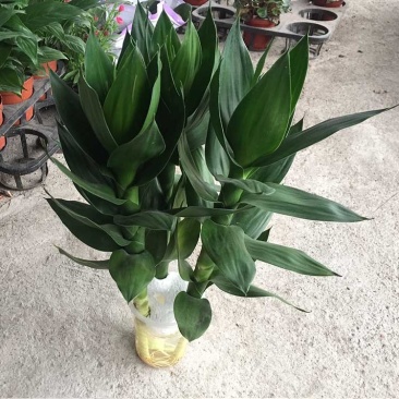 观音竹水培荷花竹
