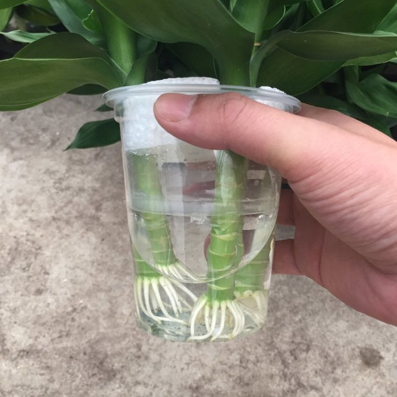 观音竹水培荷花竹