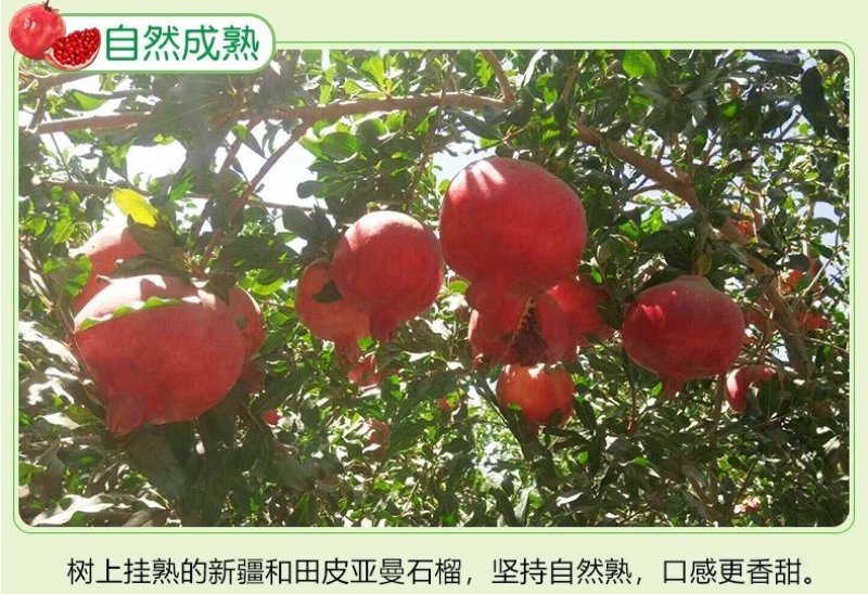 新疆和田皮亚曼石榴多种规格可接团购新鲜上市