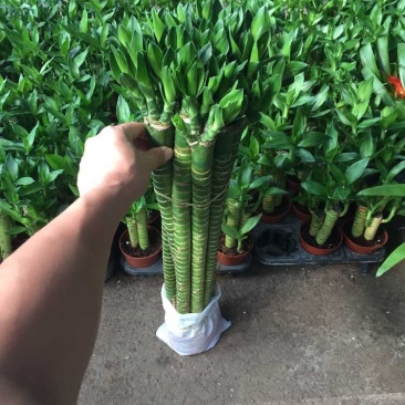 【包邮】罗汉竹，龙竹