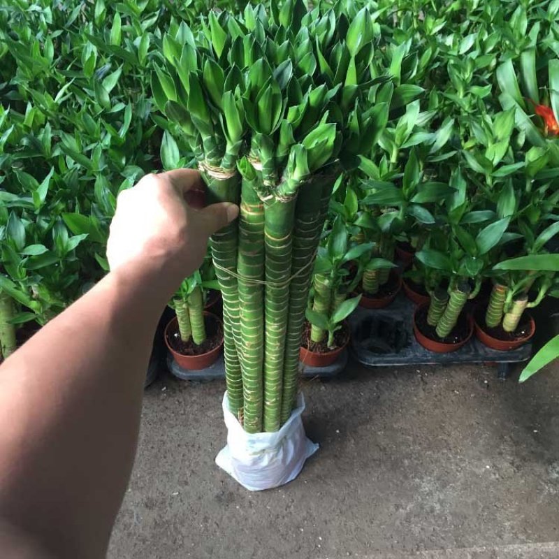 【包邮】罗汉竹，龙竹