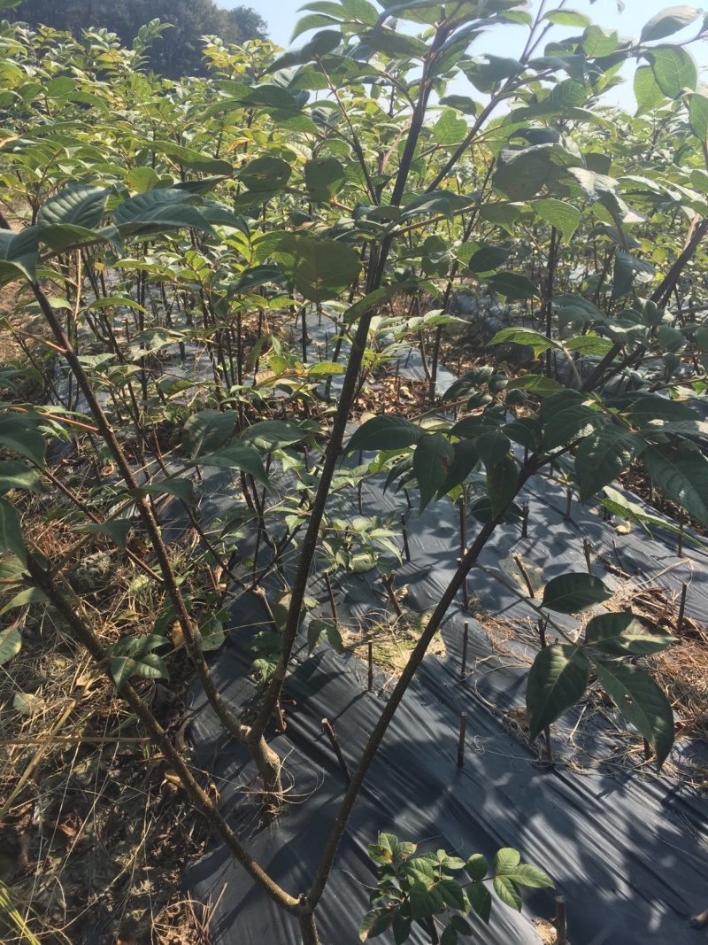 吴茱萸扦插苗特大苗，分支多。