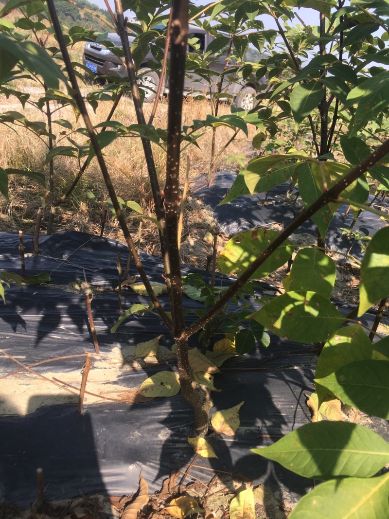 吴茱萸扦插苗特大苗，分支多。