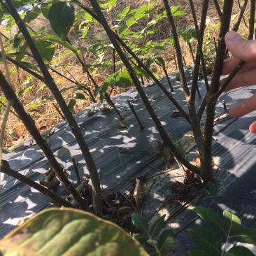 吴茱萸扦插苗特大苗，分支多。