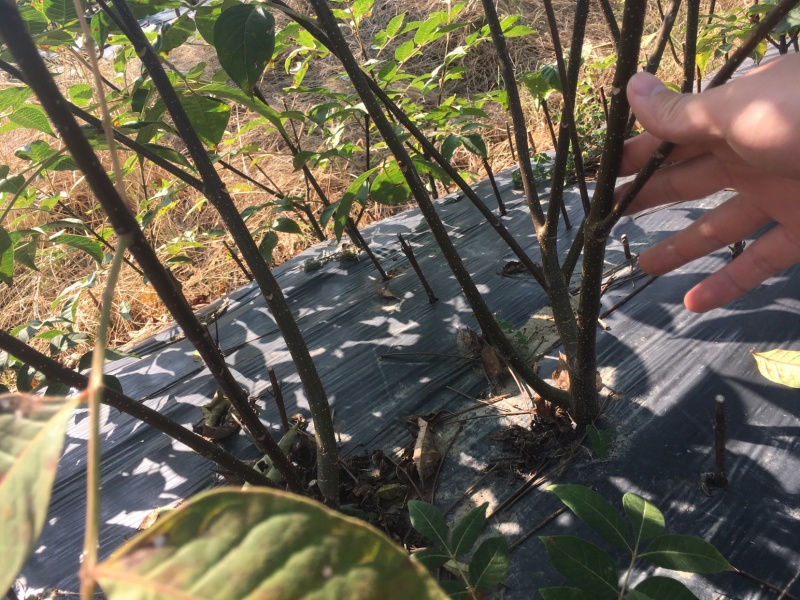 吴茱萸扦插苗特大苗，分支多。