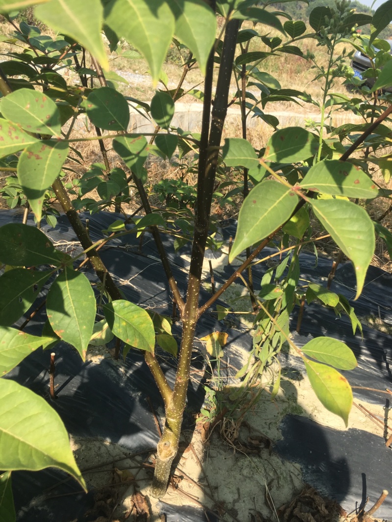吴茱萸扦插苗特大苗，分支多。