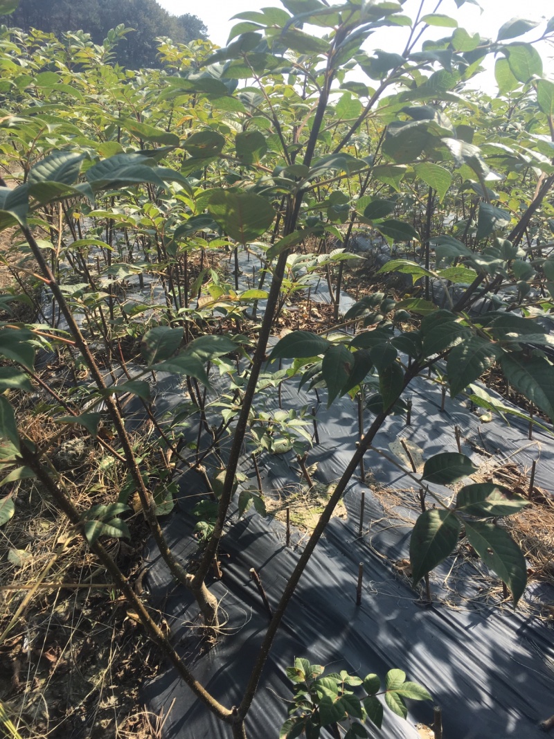 吴茱萸扦插苗特大苗，分支多。