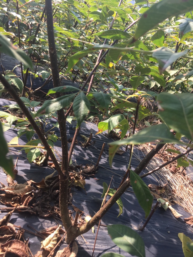 吴茱萸扦插苗特大苗，分支多。