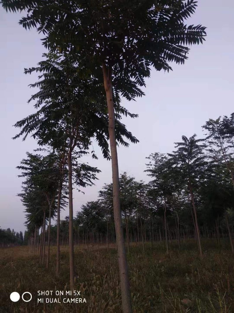 千头椿，白皮臭椿