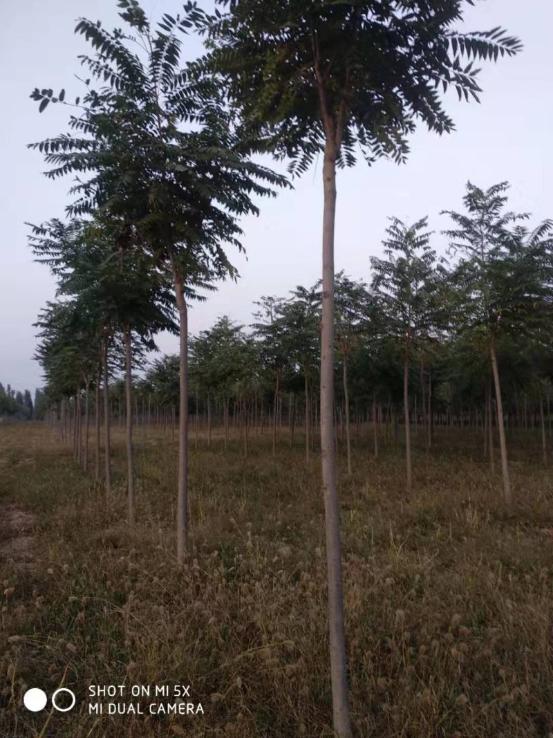 千头椿，白皮臭椿