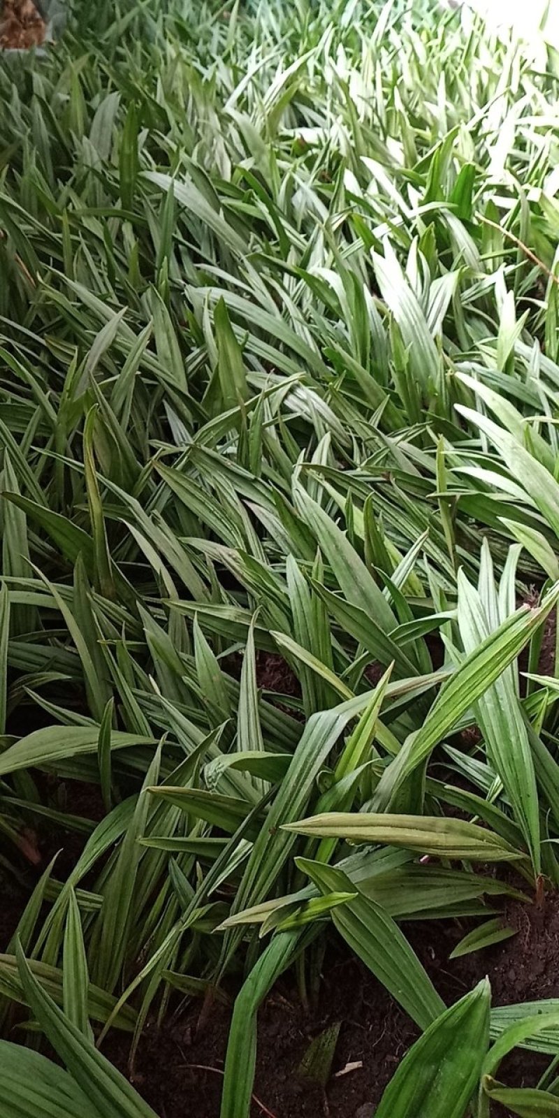 东北野生毛慈姑全苗，毛慈菇全苗，毛慈菇种苗，也是山芋头苗