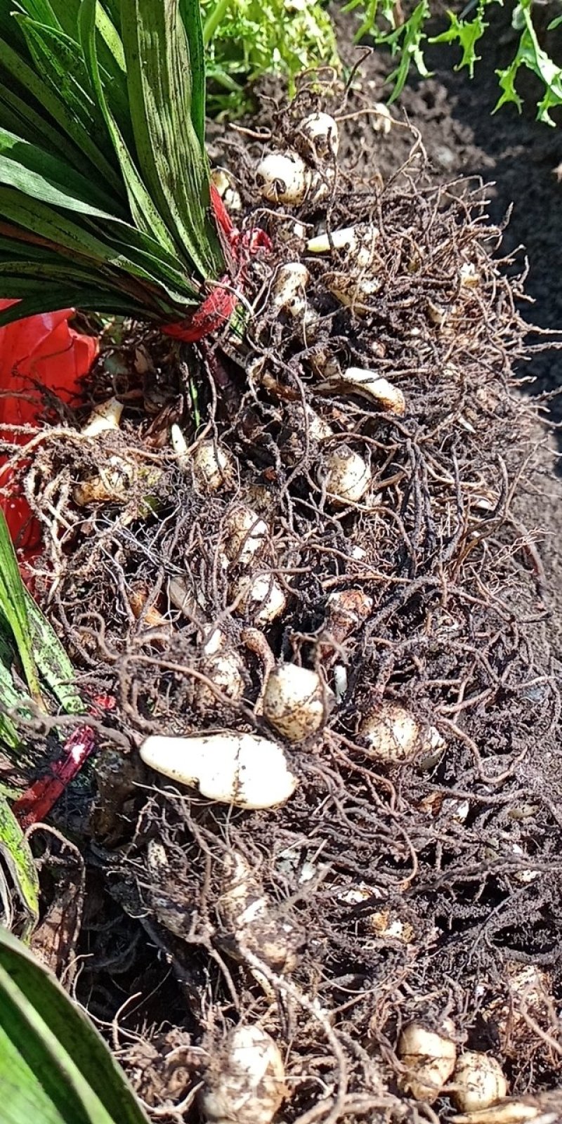 东北野生毛慈姑全苗，毛慈菇全苗，毛慈菇种苗，也是山芋头苗