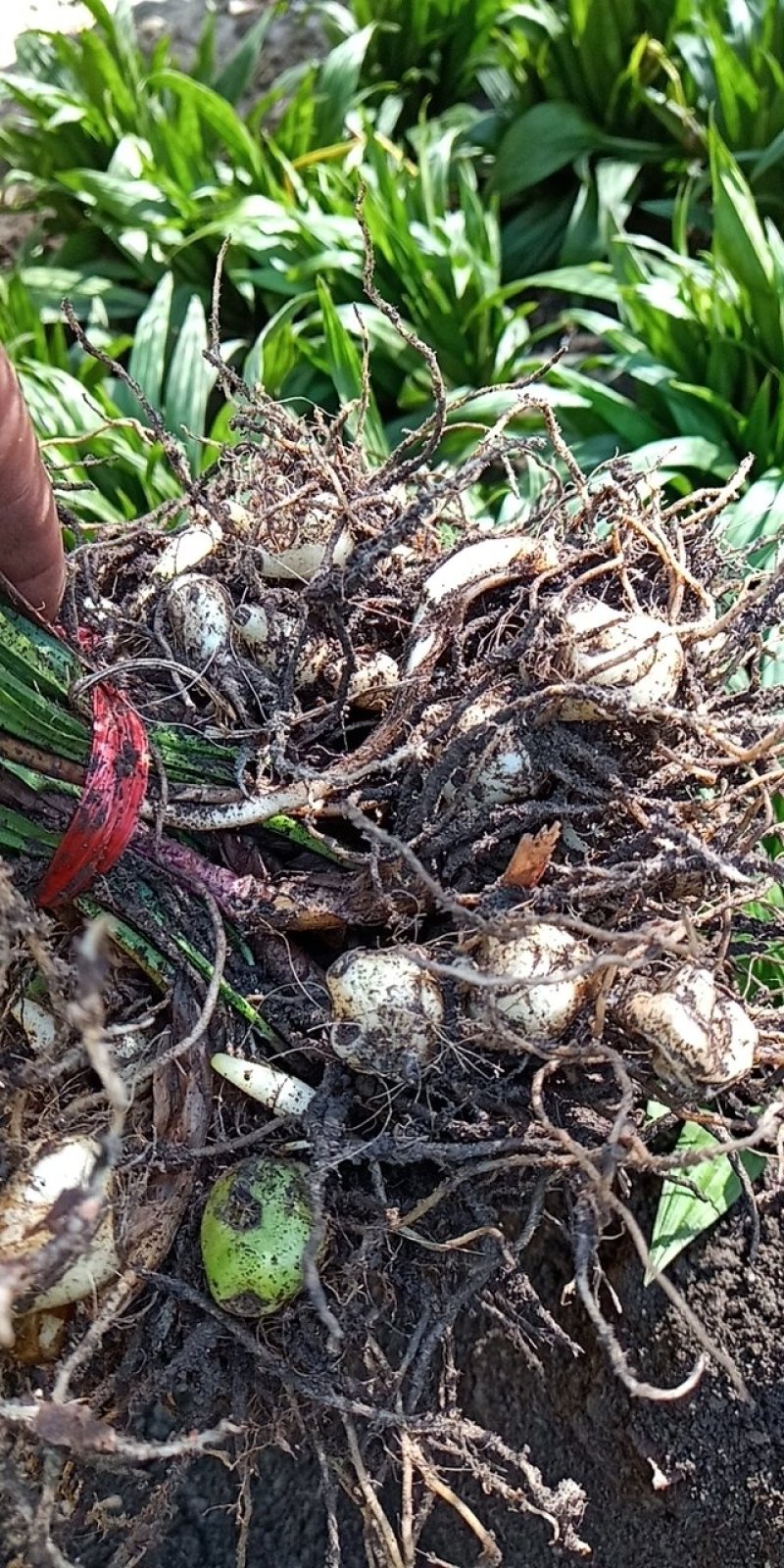 东北野生毛慈姑全苗，毛慈菇全苗，毛慈菇种苗，也是山芋头苗