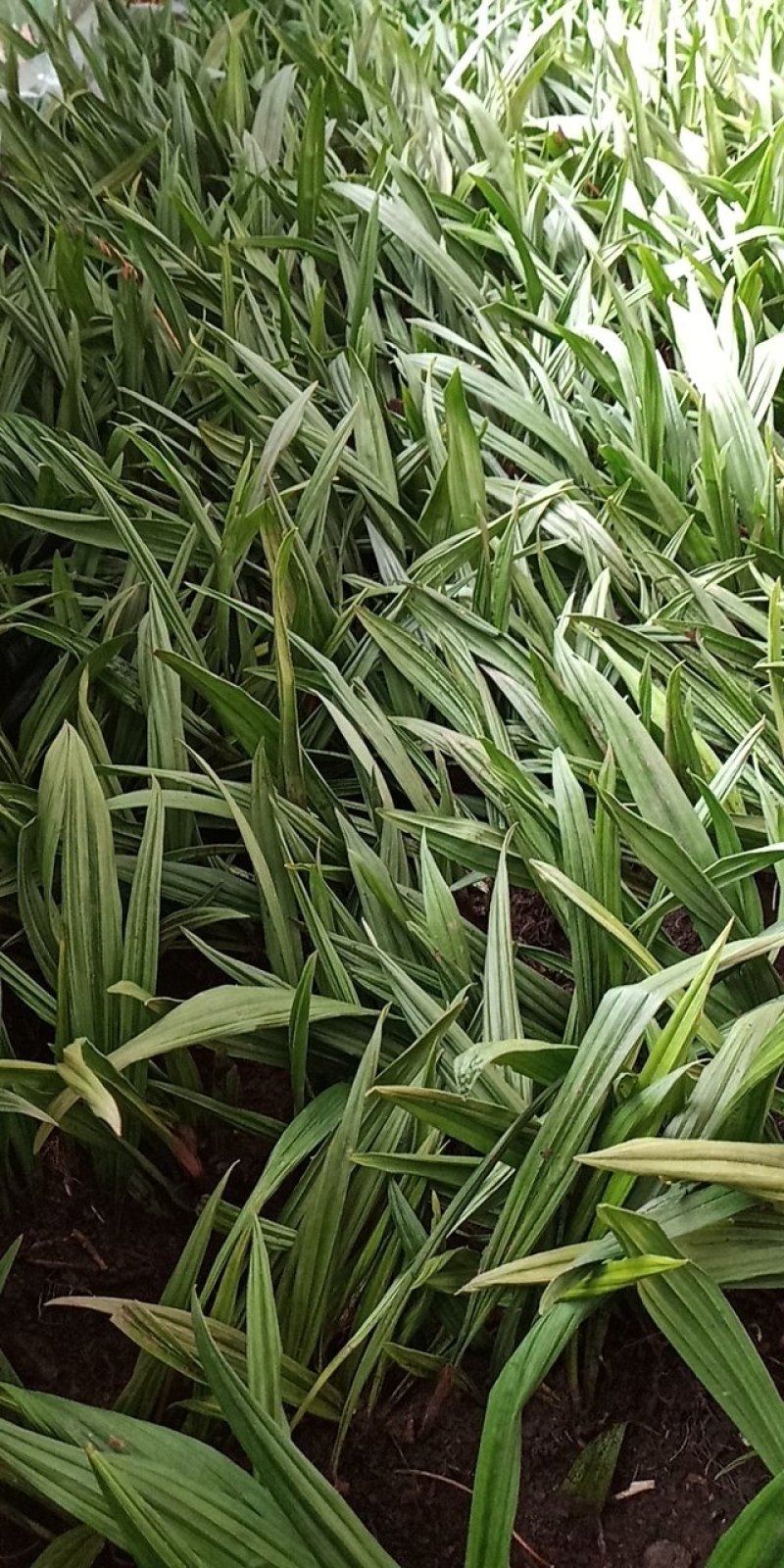 东北野生毛慈姑全苗，毛慈菇全苗，毛慈菇种苗，也是山芋头苗