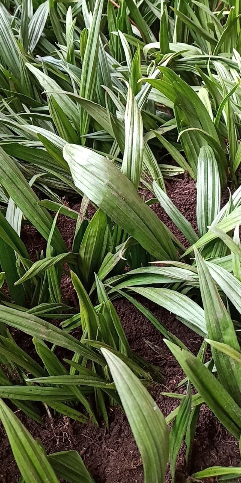 东北野生毛慈姑全苗，毛慈菇全苗，毛慈菇种苗，也是山芋头苗