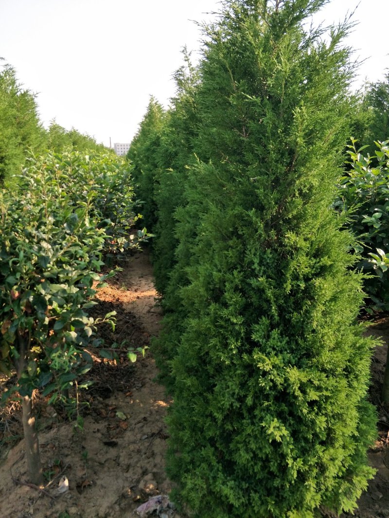 蜀桧桧柏塔柏高3-4.2米有质量如图一手货