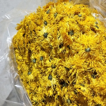 金丝皇菊婺源皇菊