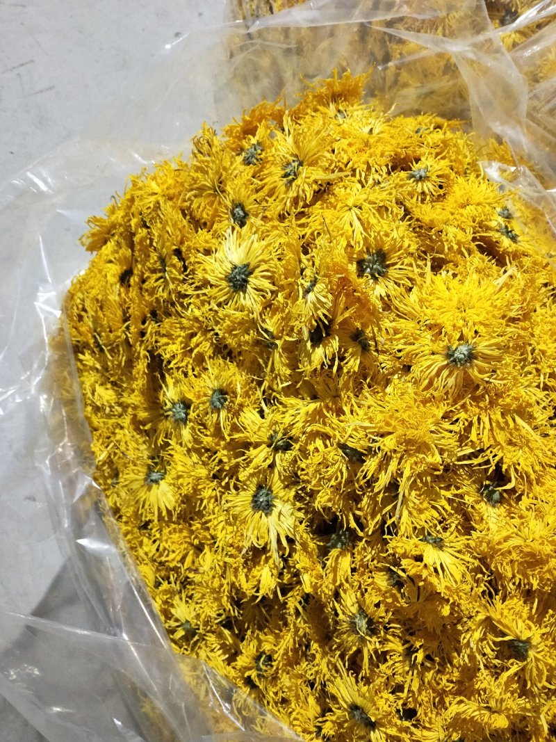 金丝皇菊婺源皇菊
