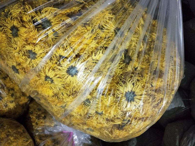 金丝皇菊婺源皇菊