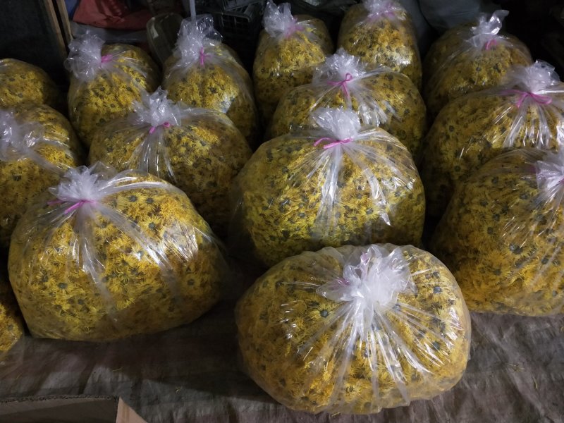 金丝皇菊婺源皇菊