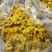 金丝皇菊婺源皇菊