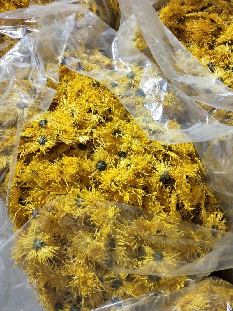 金丝皇菊婺源皇菊