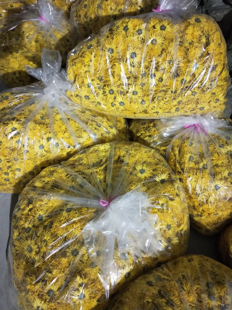 金丝皇菊婺源皇菊