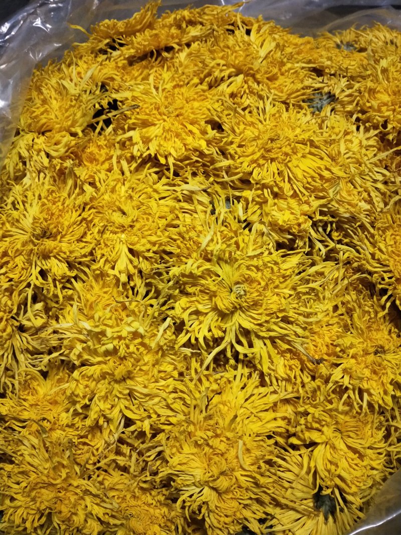 金丝皇菊婺源皇菊