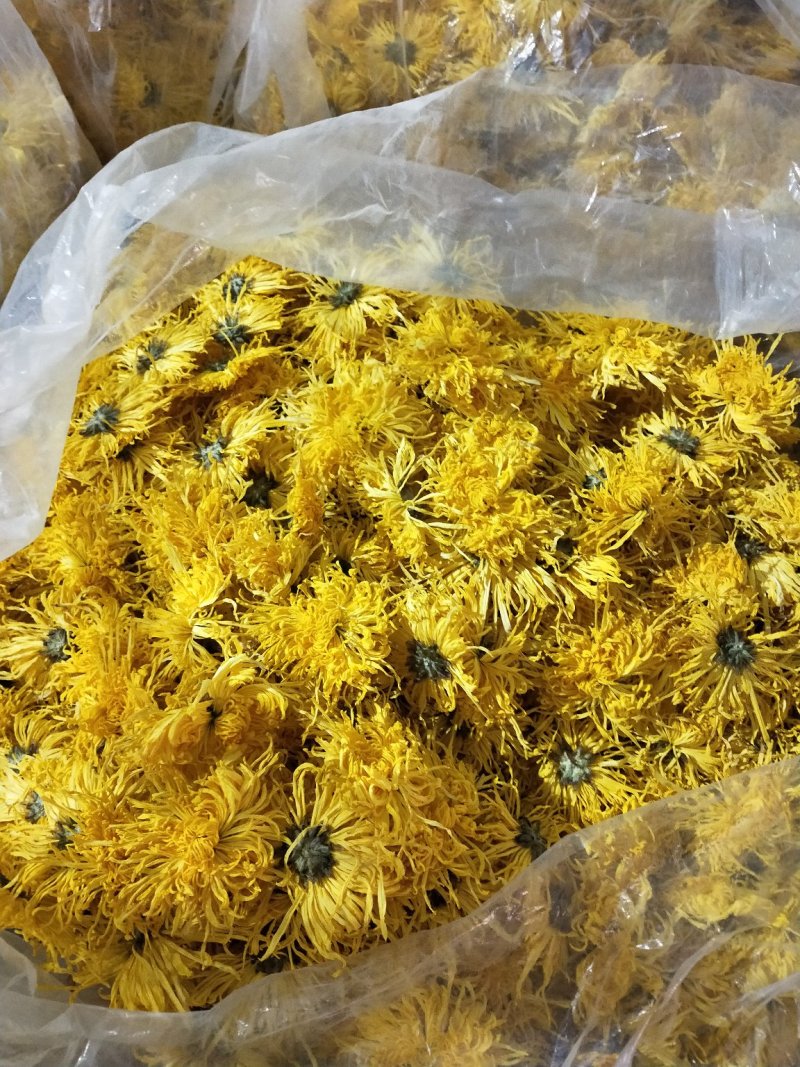 金丝皇菊婺源皇菊