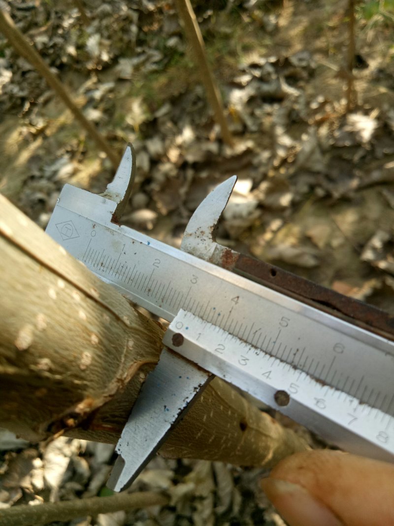 107杨树苗