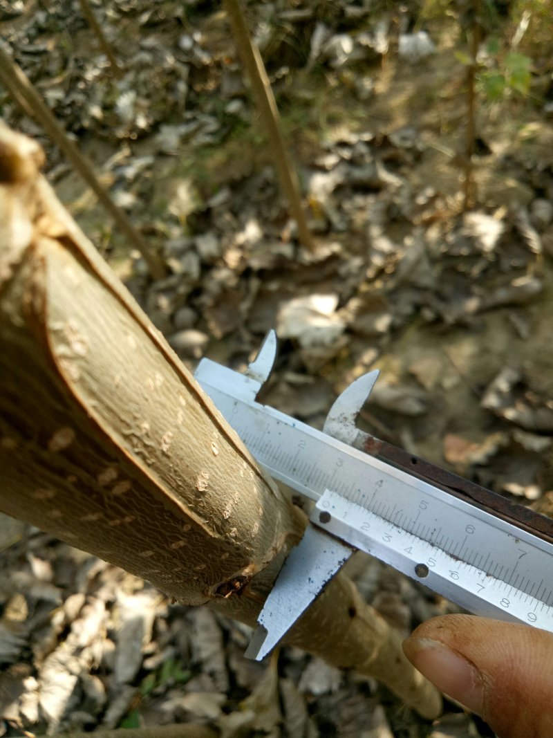 107杨树苗