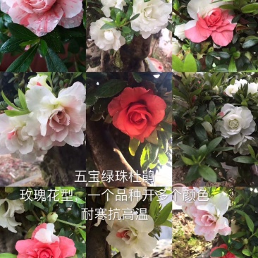 基地直销批发五宝绿珠杜鹃桩，适合庭院、别墅等