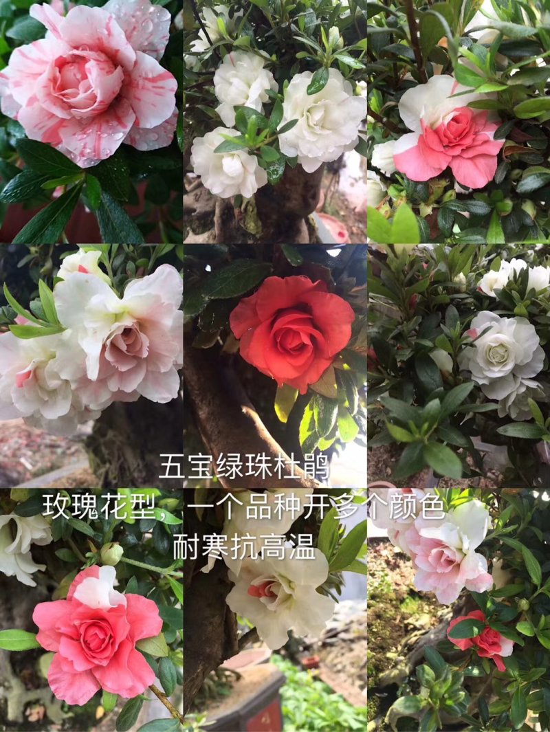 基地直销批发五宝绿珠杜鹃桩，适合庭院、别墅等