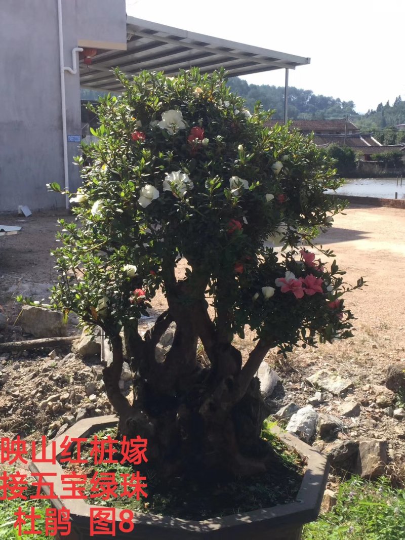 基地直销批发五宝绿珠杜鹃桩，适合庭院、别墅等