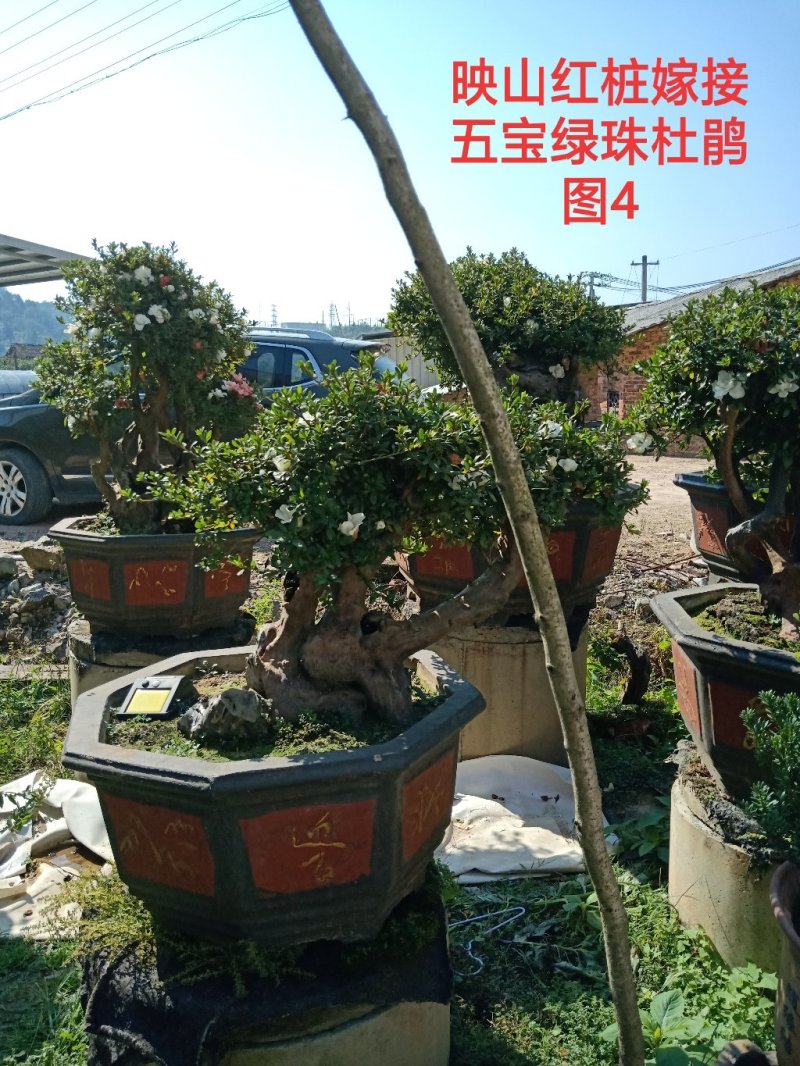 基地直销批发五宝绿珠杜鹃桩，适合庭院、别墅等