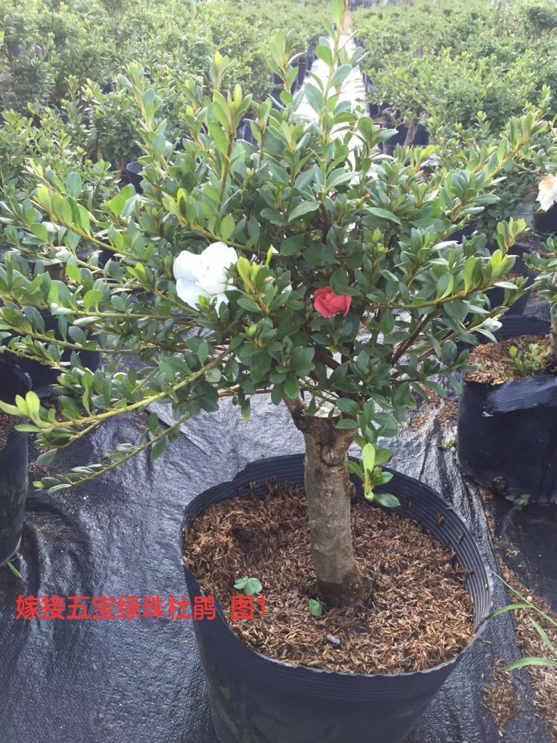 基地直销批发五宝绿珠杜鹃桩，适合庭院、别墅等
