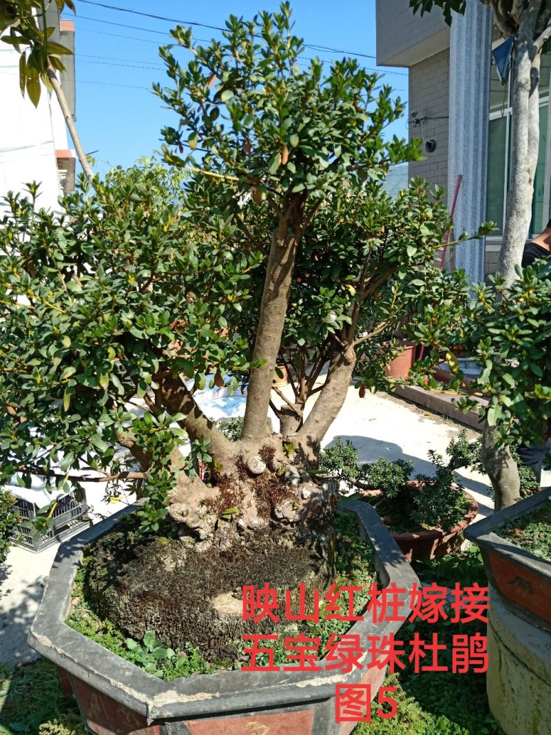 基地直销批发五宝绿珠杜鹃桩，适合庭院、别墅等