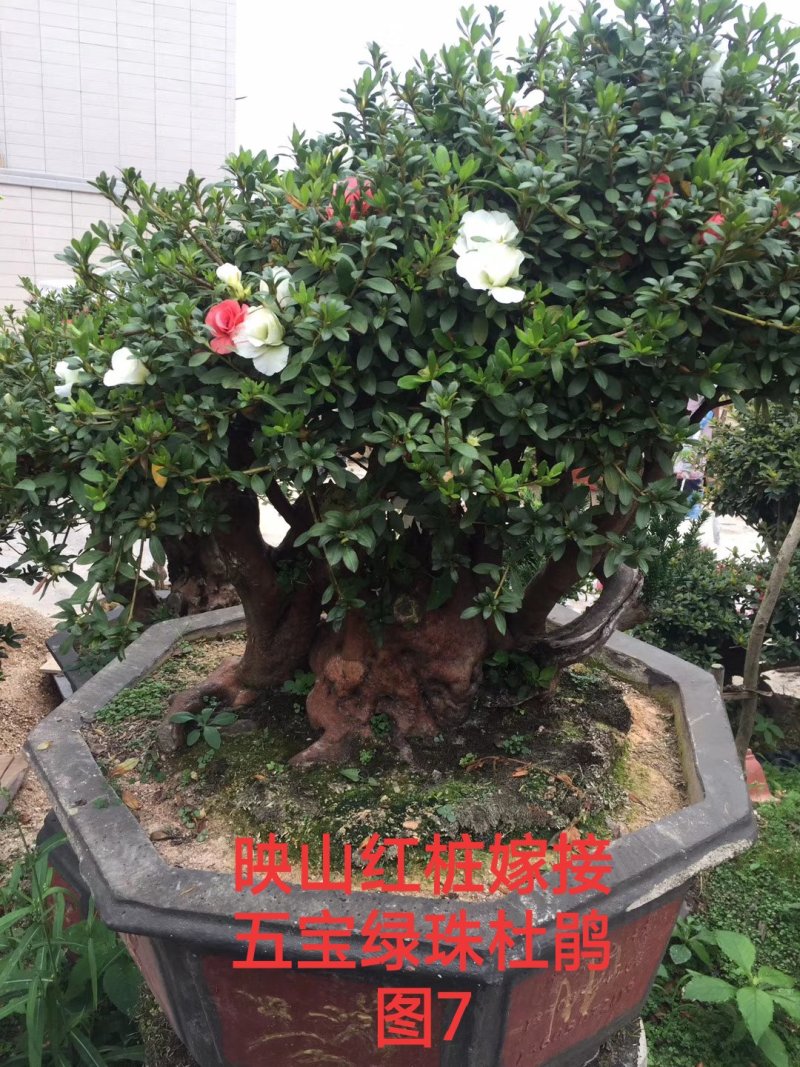 基地直销批发五宝绿珠杜鹃桩，适合庭院、别墅等