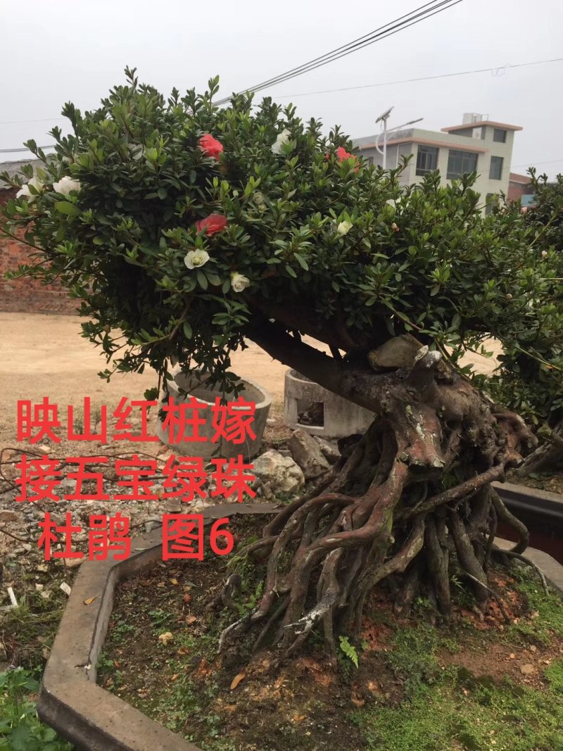 基地直销批发五宝绿珠杜鹃桩，适合庭院、别墅等